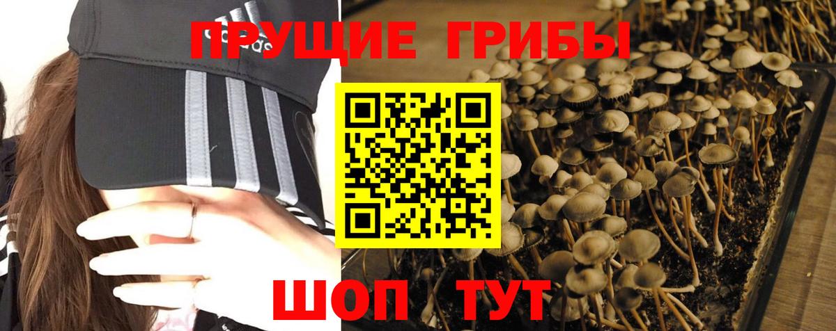 Галлюциногенные грибы Psilocybine cubensis Майкоп